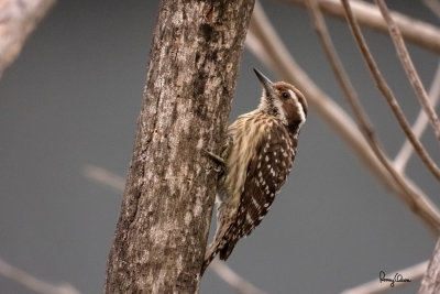 Philippine Pygmy Woodpecker (Dendrocopos maculatus, a Philippine endemic, aka Philippine Woodpecker)

Habitat  Lowland and montane forest and edge, in understory and canopy.

Size - 5.5 inches total length.

Shooting Info - STILL/RAW, recorded in habitat at Bued River, La Union, Philippines on January 18, 2021, Nikon Coolpix P1000, fluid head + tripod, 
manual exposure in available light, 3000 mm (equiv.), 1/160 sec, f/8, ISO 400 (+ 1 stop push in RAW conversion, effectively ISO 800), slightly cropped to 3:2 ratio then resized to 1500 x 1000.