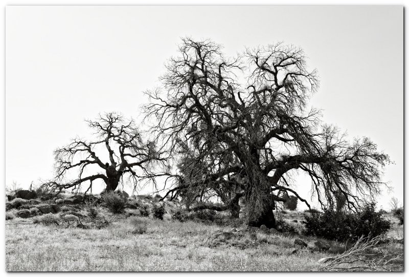 20080628 -- 172406 -- Canon 5D + 50 / 1.2L @ f/8, 1/250, ISO 100