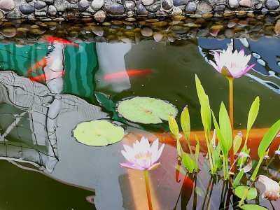 water lily pond