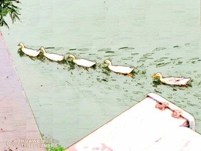 a line of ducks