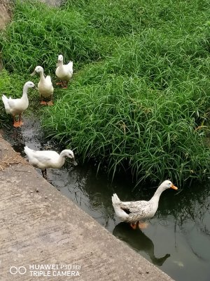 gang of 5 - coming out for breakfast
