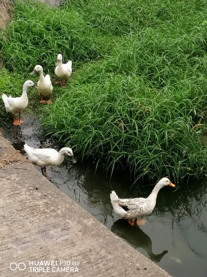 gang of 5 - coming out for breakfast 