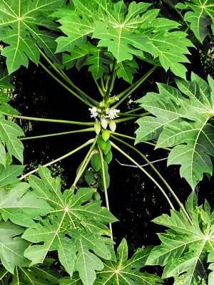 a papaya tree