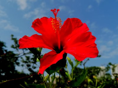 red flower, blue sky