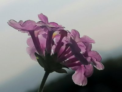 flower in wind