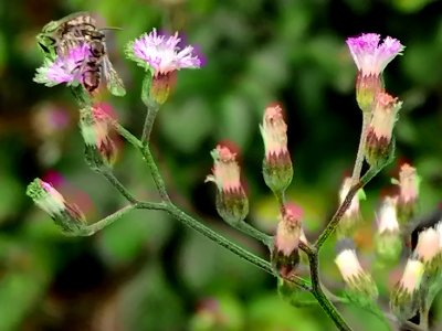 little flower and flies