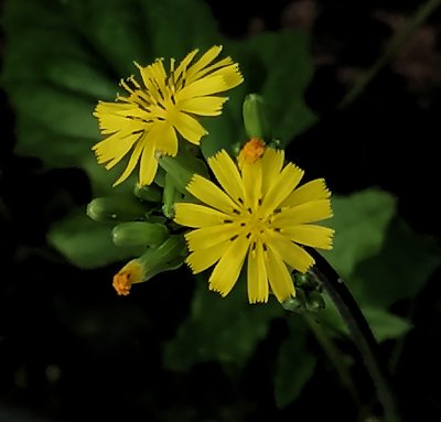 little flowers 