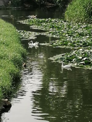 swimming ducks