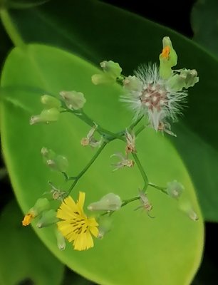 above a leaf