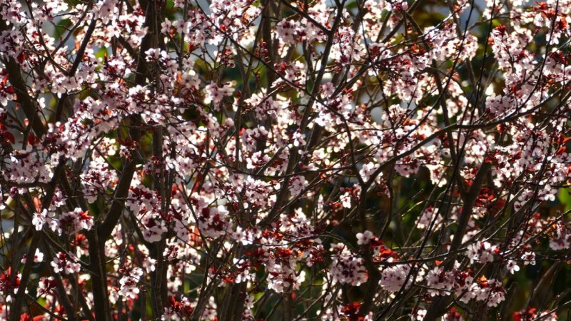 Cherry Blossoms