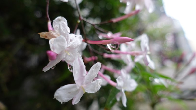 Raindrops on Jasmine Flowers