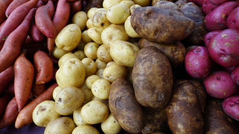 Civic Center Farmers Market Potatoes