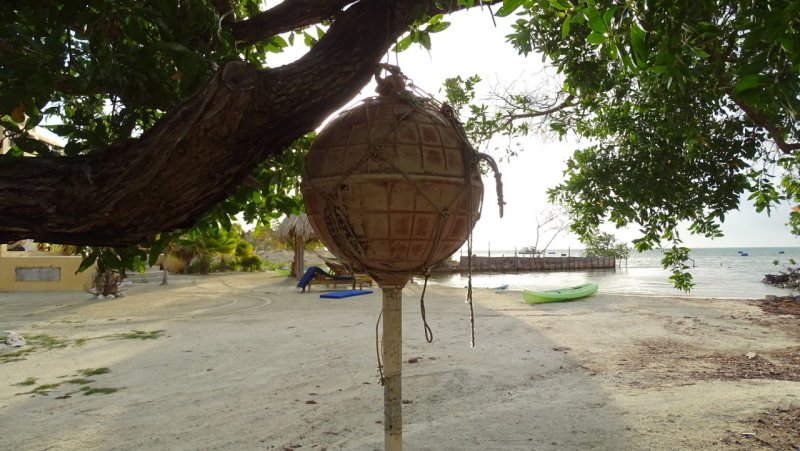 Tree Buoy