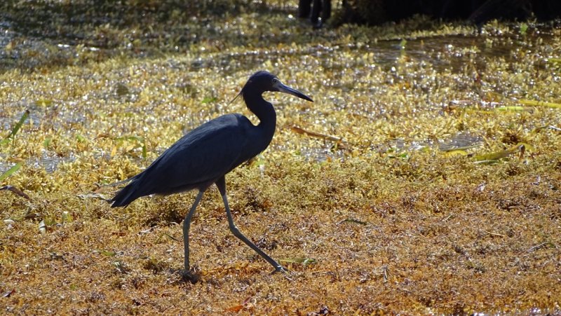 Black Heron