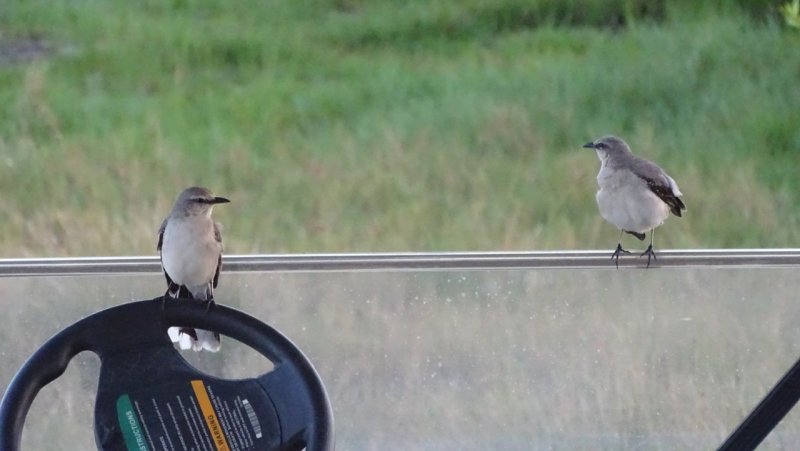 Birds on a Golf Cart
