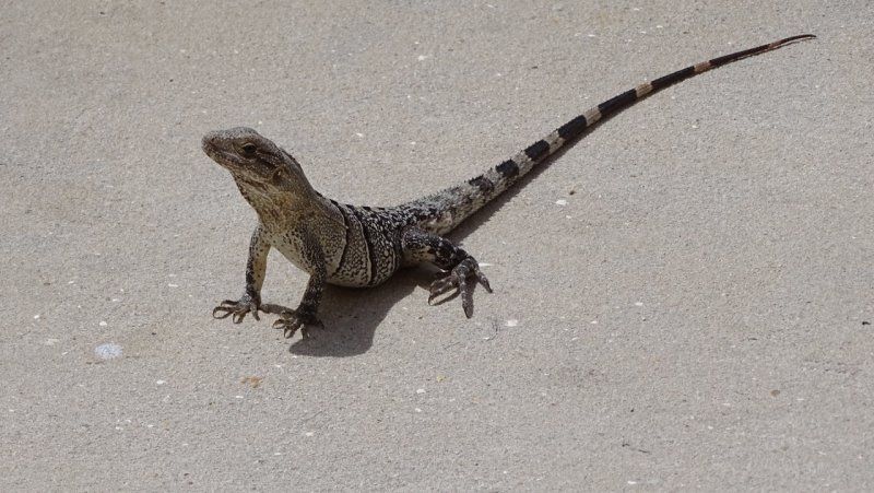 Beach Lizard