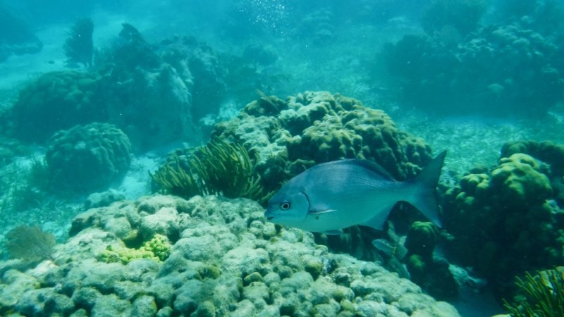 Snorkeling at Hol Chan