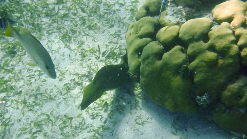 Green Moray Eel at Hol Chan Marine Reserve