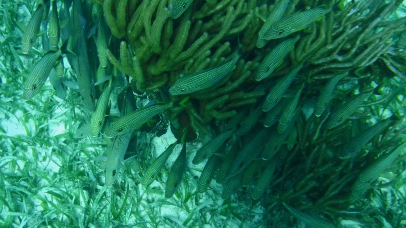 School of fish at Hol Chan Marine Reserve