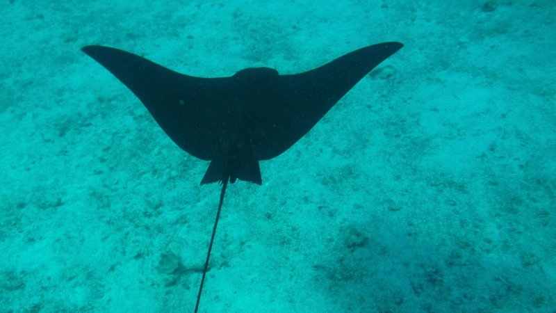 Manta Ray