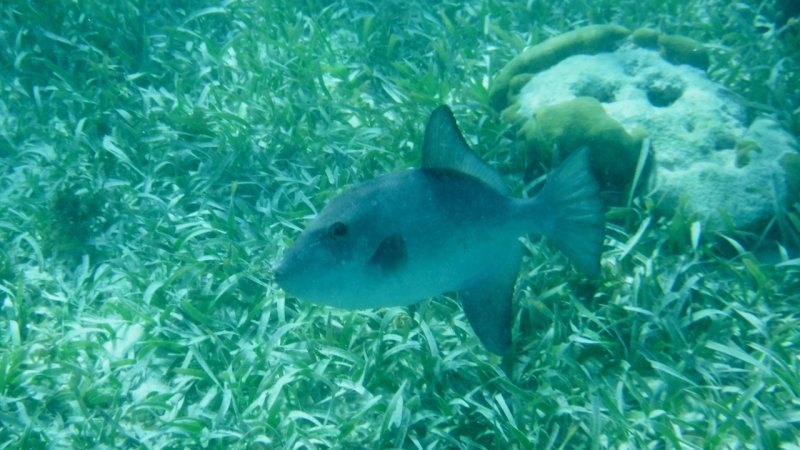 Ocean Triggerfish at Hol Chan Marine Reserve