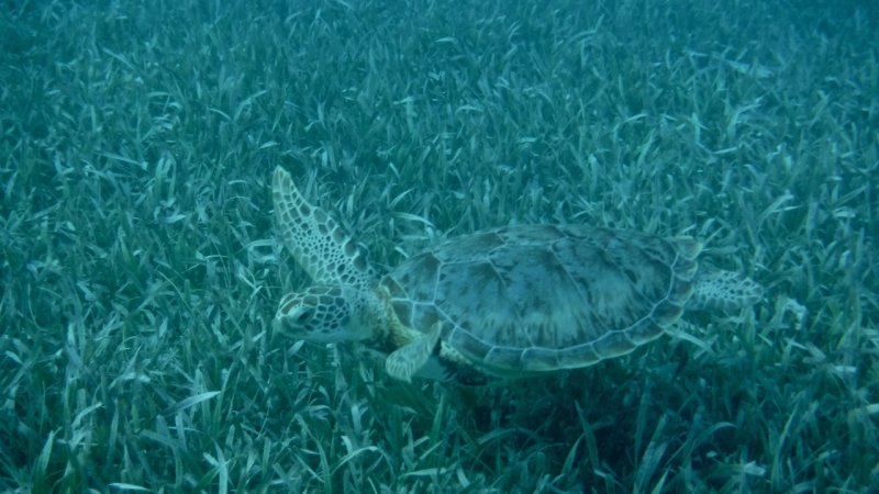 Sea Turtle at Hol Chan Marine Reserve