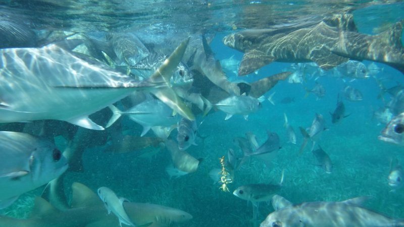 Swimming with Nurse Sharks at at Shark Ray Alley
