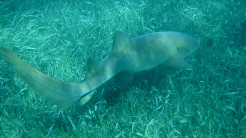 Swimming with Nurse Sharks at at Shark Ray Alley