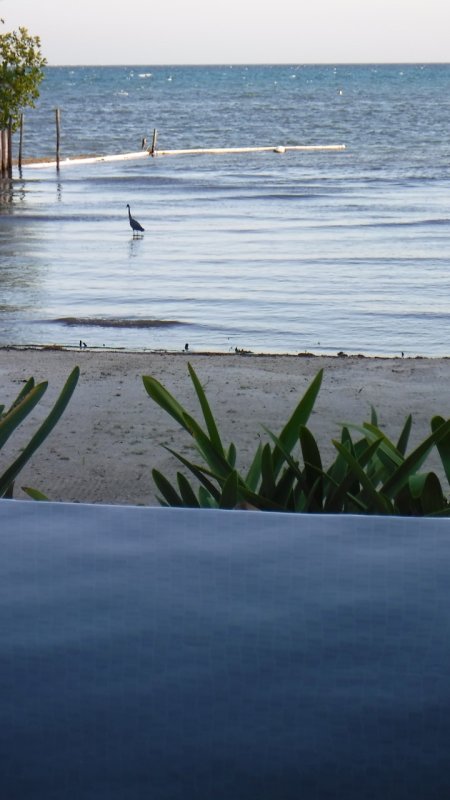 Brid on Villa Mandevilla Beach