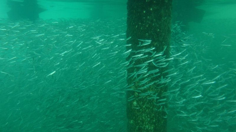 Fish Under a Dock at Secret Beach