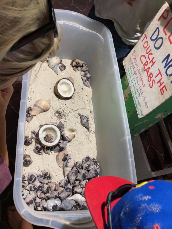 Crazy Canucks Beach Bar Hermit Crabs