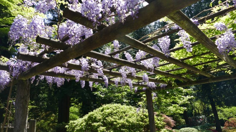 Portland Japanese Garden