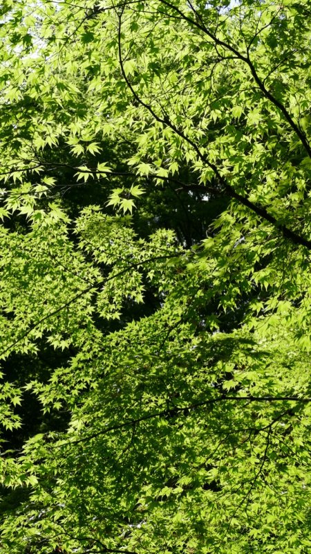 Portland Japanese Garden