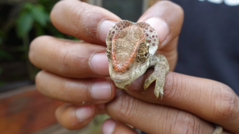 Nose-horned chameleon