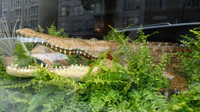 Floral Alligator