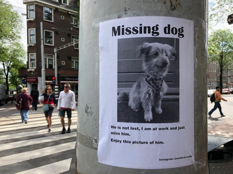 Missing Dog