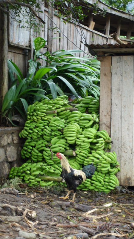 Chicken with Bananas