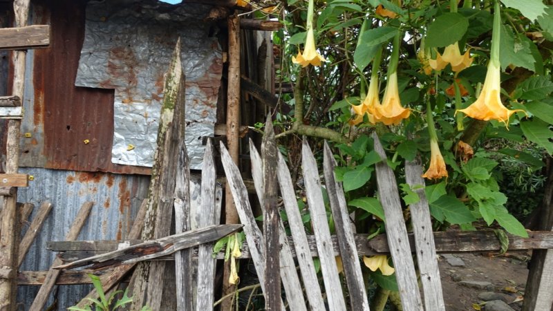 Ranomafana Village Flowers