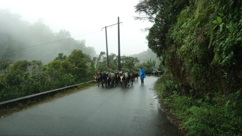 Cattle Drive near Ranomafana