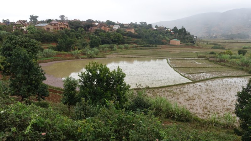 Rice paddies near the junction of NR7 and NR25