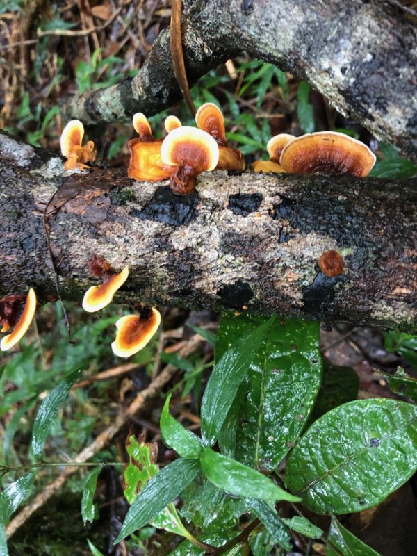 Ranomafana National Park fungus