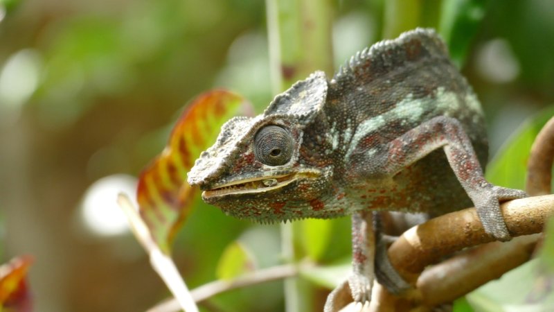 Rserve Peyrieras Madagascar Exotic chameleon