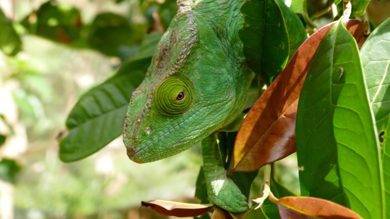 Globifer Chameleon