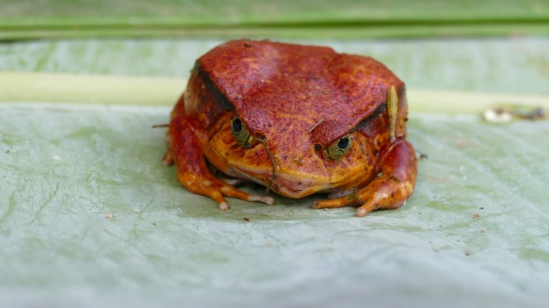 Red Tomato Frog