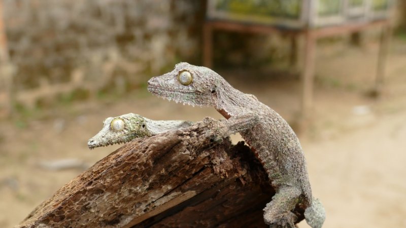Rserve Peyrieras Madagascar Exotic Gecko
