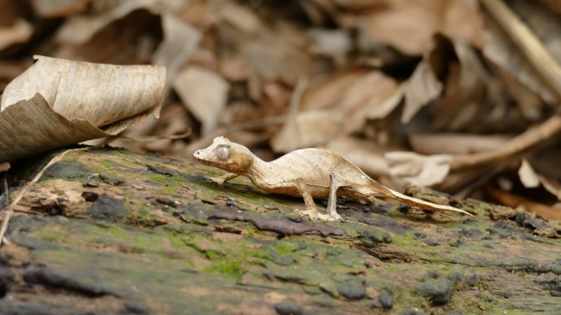 Rserve Peyrieras Madagascar Exotic Gecko