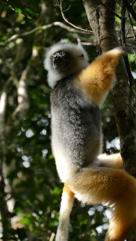 Diademed sifaka lemur