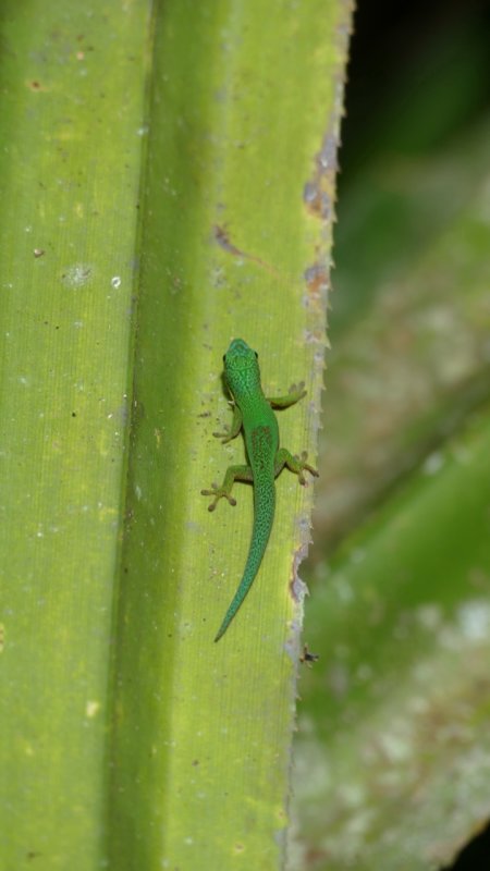 Andasibe-Mantadia National Park Gecko