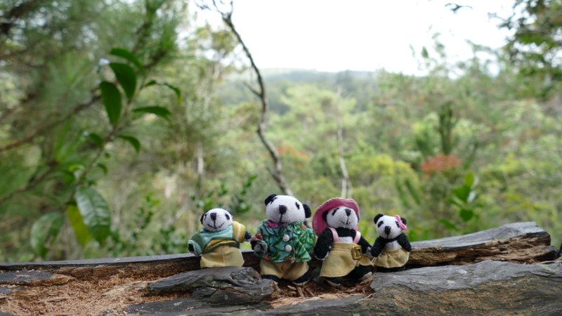 The Pandafords at Andasibe-Mantadia National Park, Madagascar