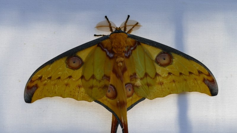 Madagascan moon moth